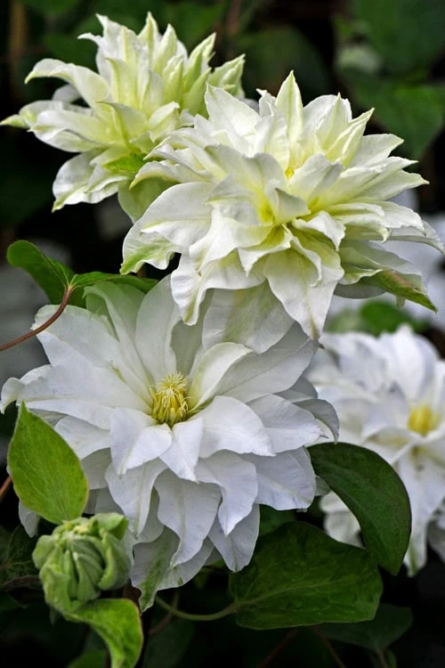 Home Bloom Garden -Home Bloom Garden clematis arctic queen 10
