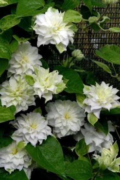 Arctic Queen Clematis - 1 Gallon Pot -Home Bloom Garden clematis arctic queen 12