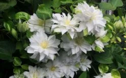 Arctic Queen Clematis - 1 Gallon Pot -Home Bloom Garden clematis arctic queen 5