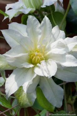 Arctic Queen Clematis - 1 Gallon Pot -Home Bloom Garden clematis arctic queen 8