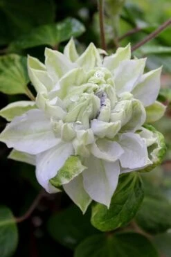 Arctic Queen Clematis - 1 Gallon Pot -Home Bloom Garden clematis arctic queen 9