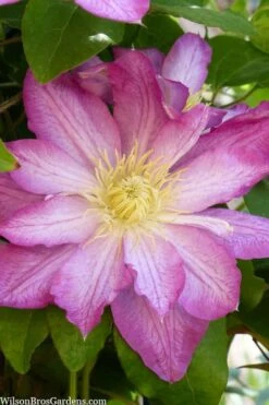 Asao Clematis - 1 Gallon Pot 12 Asao Clematis - 1 Gallon Pot -Home Bloom Garden clematis asao 10