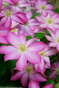 Asao Clematis - 1 Gallon Pot 13 Asao Clematis - 1 Gallon Pot -Home Bloom Garden clematis asao 15