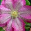 Asao Clematis - 1 Gallon Pot -Home Bloom Garden clematis asao 17