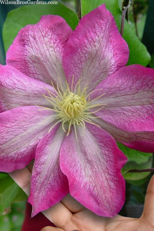 Asao Clematis - 1 Gallon Pot 3 Asao Clematis - 1 Gallon Pot