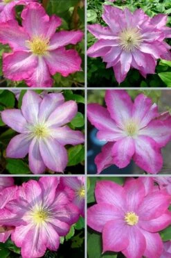 Asao Clematis - 1 Gallon Pot 15 Asao Clematis - 1 Gallon Pot -Home Bloom Garden clematis asao 18