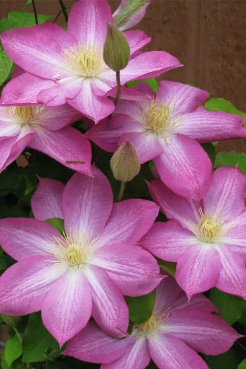 Asao Clematis - 1 Gallon Pot 8 Asao Clematis - 1 Gallon Pot - Image 6