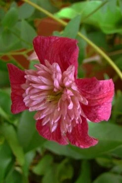 Avant-Garde Clematis - 1 Gallon Pot -Home Bloom Garden clematis avant garde 1