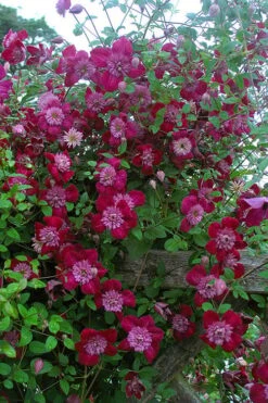 Avant-Garde Clematis - 1 Gallon Pot -Home Bloom Garden clematis avant garde 11