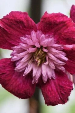 Avant-Garde Clematis - 1 Gallon Pot -Home Bloom Garden clematis avant garde 4