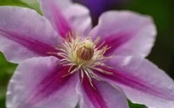 Bees Jubilee Clematis - 1 Gallon Pot -Home Bloom Garden clematis bees jubilee 10