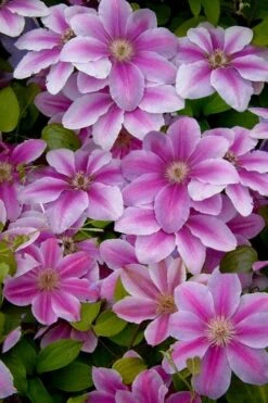 Bees Jubilee Clematis - 1 Gallon Pot -Home Bloom Garden clematis bees jubilee 13