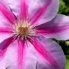 Bees Jubilee Clematis - 1 Gallon Pot -Home Bloom Garden clematis bees jubilee 2