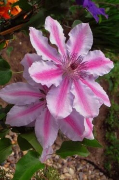 Bees Jubilee Clematis - 1 Gallon Pot -Home Bloom Garden clematis bees jubilee 5
