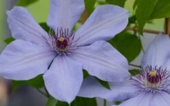 Bernadine Clematis - 1 Gallon Pot -Home Bloom Garden clematis bernadine 1