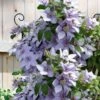 Bernadine Clematis - 1 Gallon Pot -Home Bloom Garden clematis bernadine 5