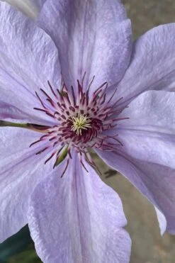 Bernadine Clematis - 1 Gallon Pot -Home Bloom Garden clematis bernadine 8