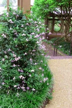 Betty Corning Clematis - 1 Gallon Pot 13 Betty Corning Clematis - 1 Gallon Pot -Home Bloom Garden clematis betty corning 6