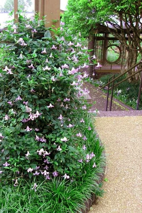 Betty Corning Clematis - 1 Gallon Pot 8 Betty Corning Clematis - 1 Gallon Pot - Image 6