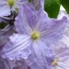 Blue Angel Clematis - 1 Gallon Pot