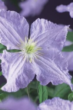 Blue Angel Clematis - 1 Gallon Pot -Home Bloom Garden clematis blue angel 2