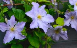 Blue Angel Clematis - 1 Gallon Pot -Home Bloom Garden clematis blue angel 5