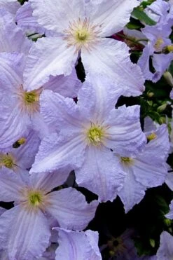 Blue Angel Clematis - 1 Gallon Pot -Home Bloom Garden clematis blue angel 6