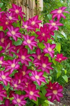 Bourbon Clematis - 1 Gallon Pot -Home Bloom Garden clematis bourbon 5