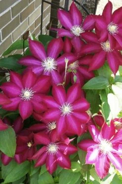 Bourbon Clematis - 1 Gallon Pot -Home Bloom Garden clematis bourbon 8