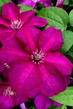 Cardinal Wyszynski Clematis - 1 Gallon Pot 13 Cardinal Wyszynski Clematis - 1 Gallon Pot -Home Bloom Garden clematis cardinal wyszynski 11
