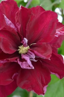 Charmaine Clematis - 1 Gallon Pot 13 Charmaine Clematis - 1 Gallon Pot -Home Bloom Garden clematis charmaine 2