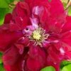 Charmaine Clematis - 1 Gallon Pot -Home Bloom Garden clematis charmaine 3