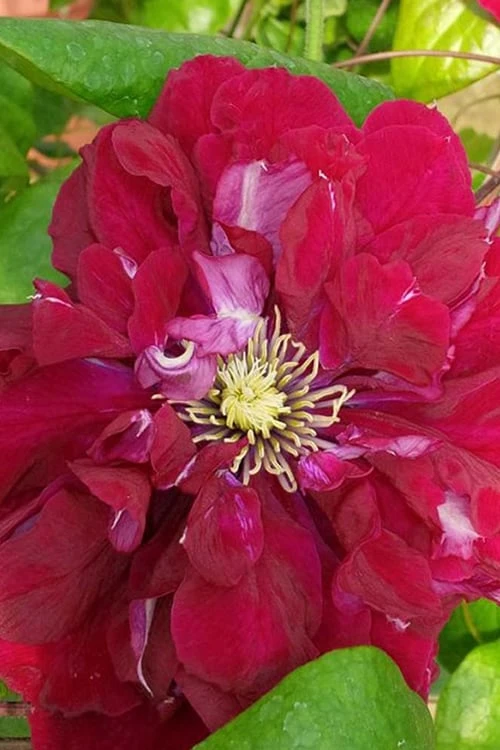 Charmaine Clematis - 1 Gallon Pot 8 Charmaine Clematis - 1 Gallon Pot - Image 6