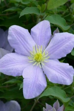 Chelsea Clematis - 1 Gallon Pot 12 Chelsea Clematis - 1 Gallon Pot -Home Bloom Garden clematis chelsea 1