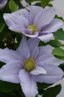 Chelsea Clematis - 1 Gallon Pot 13 Chelsea Clematis - 1 Gallon Pot -Home Bloom Garden clematis chelsea 3