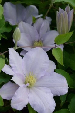 Chelsea Clematis - 1 Gallon Pot 11 Chelsea Clematis - 1 Gallon Pot -Home Bloom Garden clematis chelsea 4