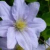 Chelsea Clematis - 1 Gallon Pot -Home Bloom Garden clematis chelsea 5