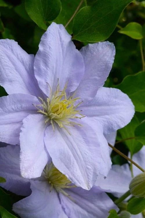 Chelsea Clematis - 1 Gallon Pot 3 Chelsea Clematis - 1 Gallon Pot