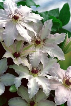 Clair De Lune Clematis - 1 Gallon Pot -Home Bloom Garden clematis clair de june 2