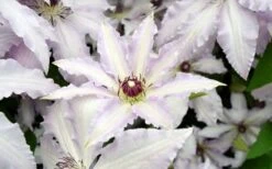 Clair De Lune Clematis - 1 Gallon Pot -Home Bloom Garden clematis clair de june 6
