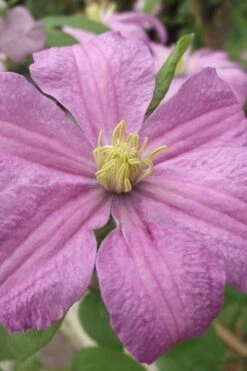 Comtesse De Bouchaud Clematis - 1 Gallon Pot -Home Bloom Garden clematis comtesse de bouchaud 1
