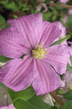 Comtesse De Bouchaud Clematis - 1 Gallon Pot -Home Bloom Garden clematis comtesse de bouchaud 2