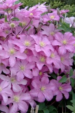 Comtesse De Bouchaud Clematis - 1 Gallon Pot -Home Bloom Garden clematis comtesse de bouchaud 3