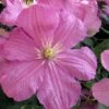 Comtesse De Bouchaud Clematis - 1 Gallon Pot -Home Bloom Garden clematis comtesse de bouchaud 7