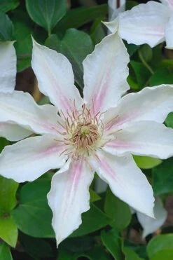 Corinne Clematis - 1 Gallon Pot -Home Bloom Garden clematis corinne 14