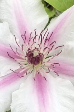 Corinne Clematis - 1 Gallon Pot -Home Bloom Garden clematis corinne 15