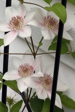 Corinne Clematis - 1 Gallon Pot -Home Bloom Garden clematis corinne 17