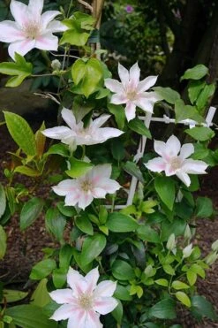 Corinne Clematis - 1 Gallon Pot -Home Bloom Garden clematis corinne 18