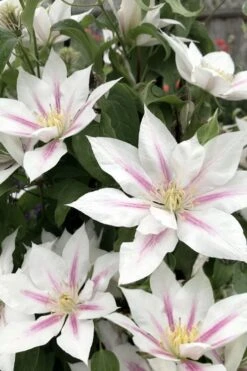 Corinne Clematis - 1 Gallon Pot -Home Bloom Garden clematis corinne 2