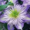Crystal Fountain Clematis - 1 Gallon Pot -Home Bloom Garden clematis crystal fountain 1